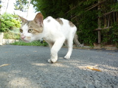 迫りくる猫