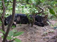 猫～避暑地で寝る～