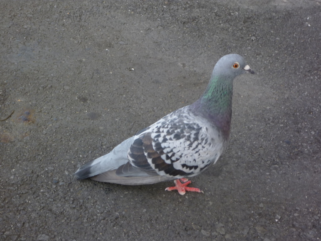 はと