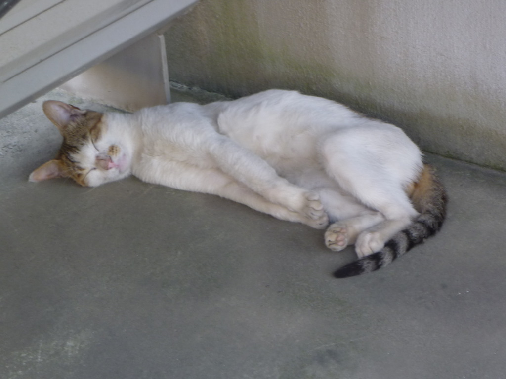 猫～日陰でぐっすり～