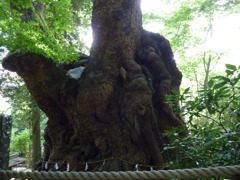 大楠