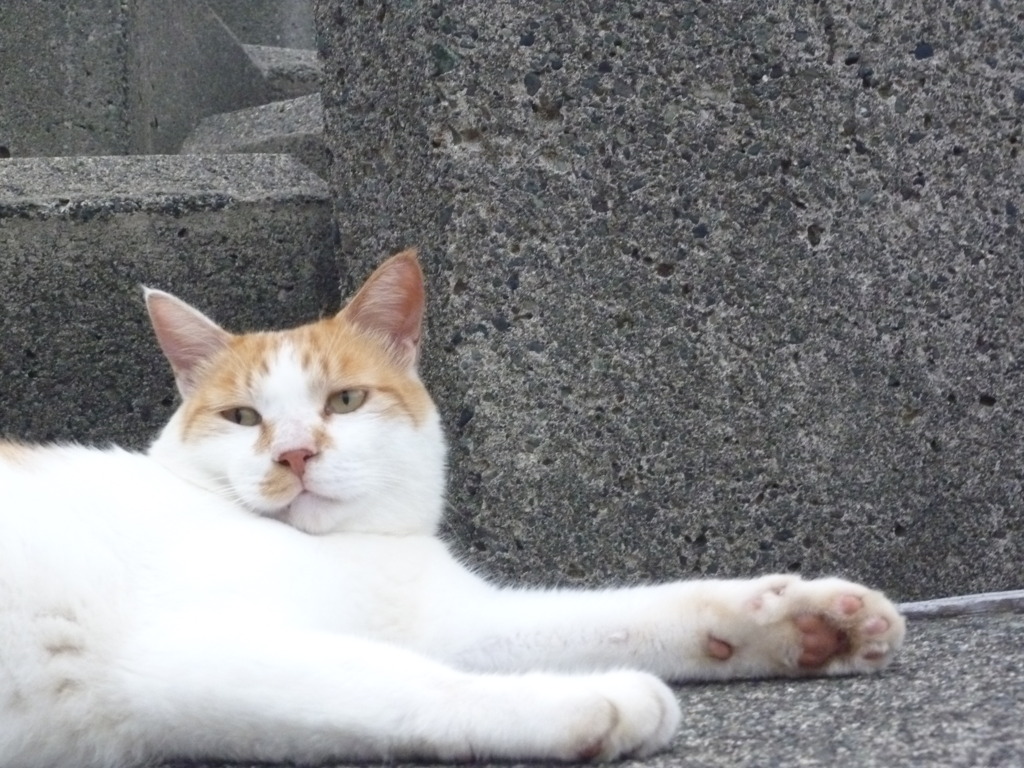 猫