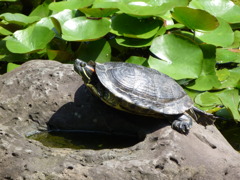 亀さん