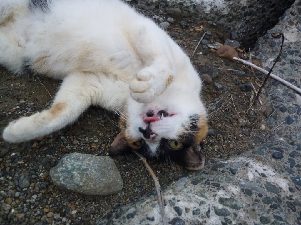猫～水を…～