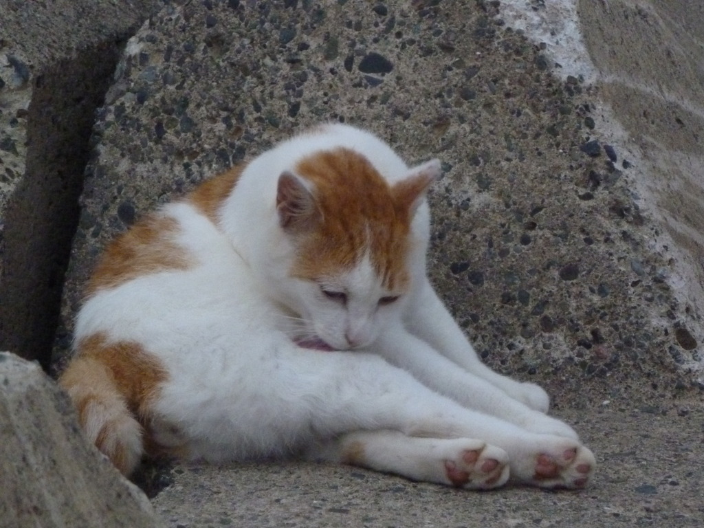 猫～毛づくろい～