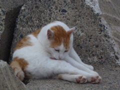 猫～毛づくろい～