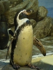 ペンギン