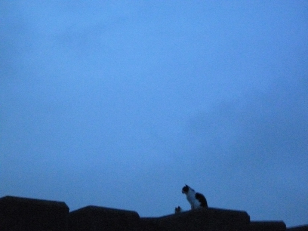 猫と空