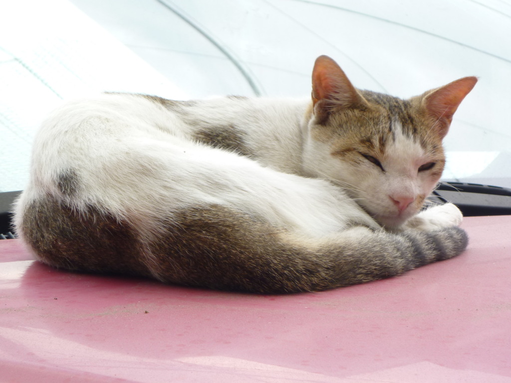 猫～車で寝る～