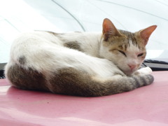 猫～車で寝る～
