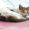 猫～車で寝る～