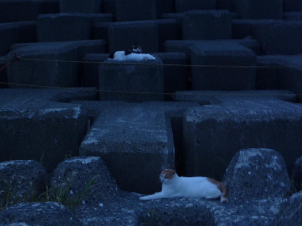猫’ｓ