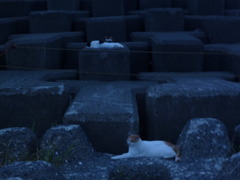 猫’ｓ