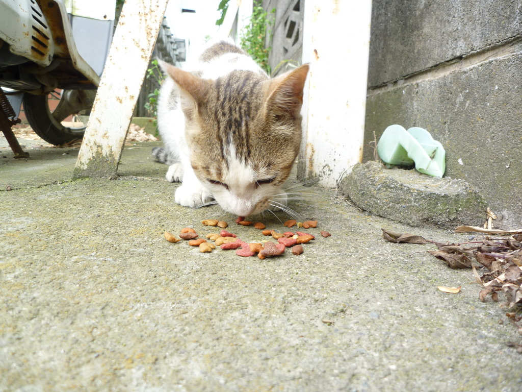 猫～食べる～