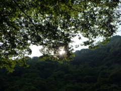 木漏れ日