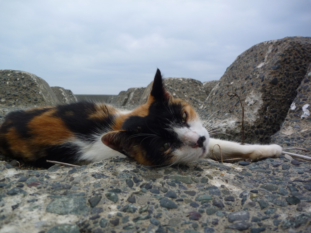 猫～何？～