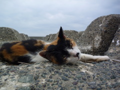 猫～何？～