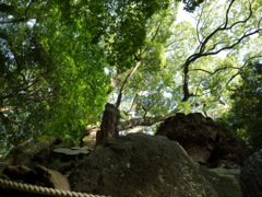 大楠
