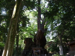 大楠