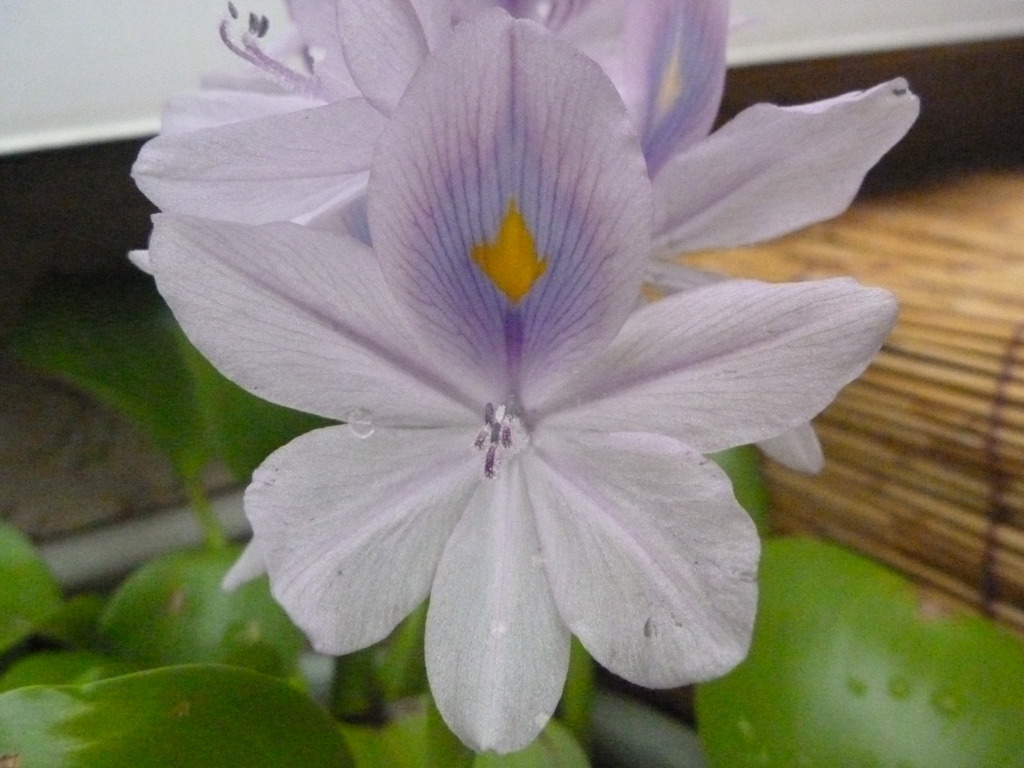 水草の花