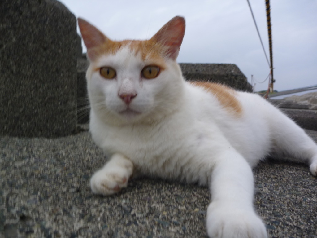 猫～ちょっとびっくり～