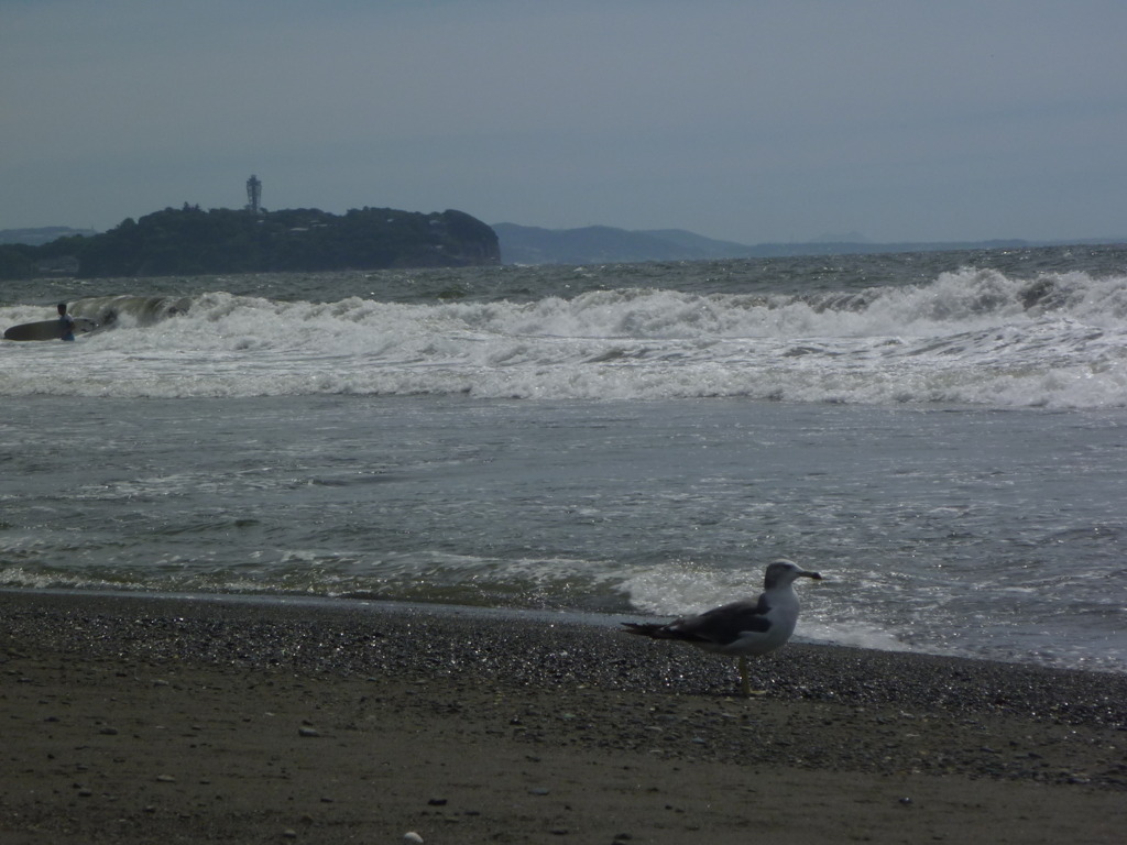 ウミネコと江ノ島