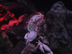 深海のカニ