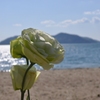 トルコキキョウの海辺