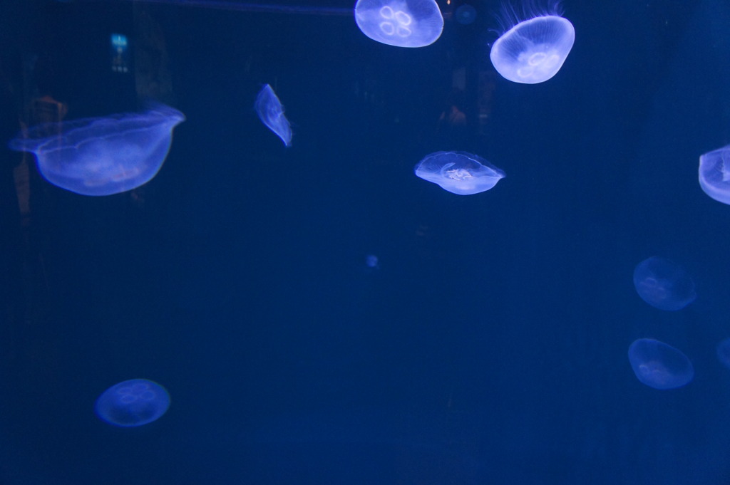 海月