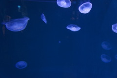 海月