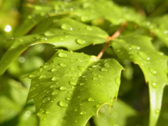 雨上がりの葉