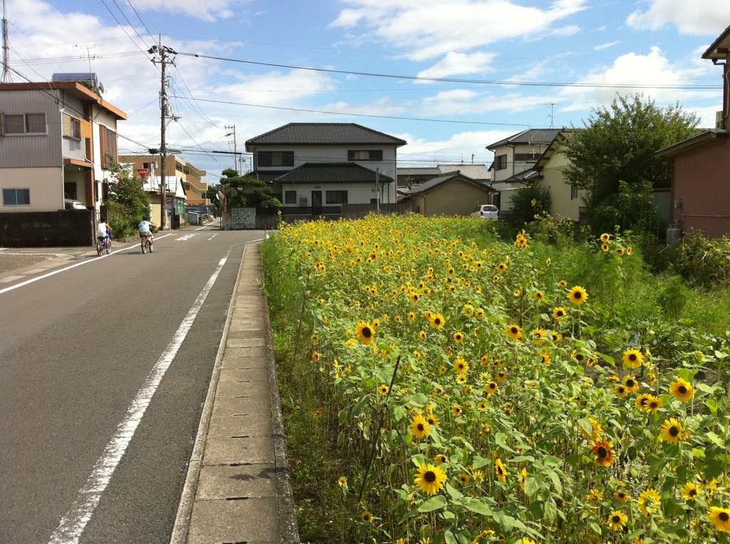 少年たちとひまわり畑