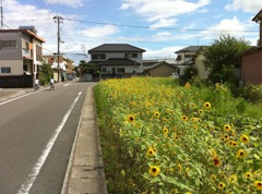 少年たちとひまわり畑