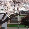 with SAKURA 2011