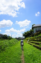 夏の空