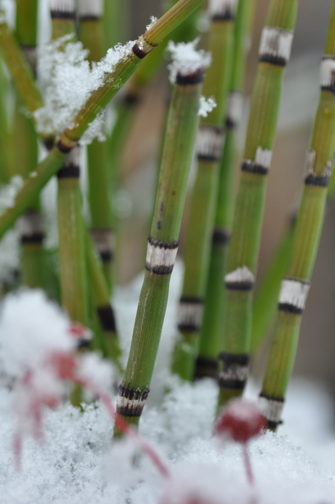 雪化粧