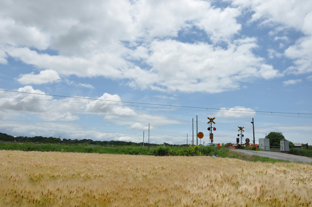 sky& field