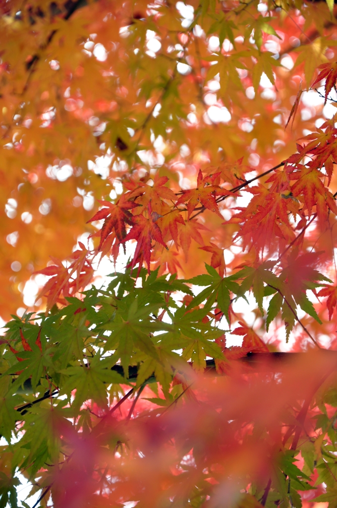 紅葉への過程