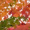 紅葉への過程