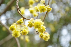 Yellow-tree