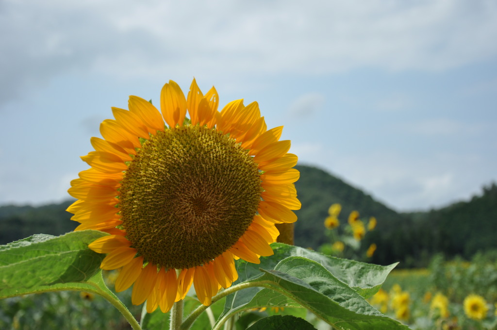 ひまわり