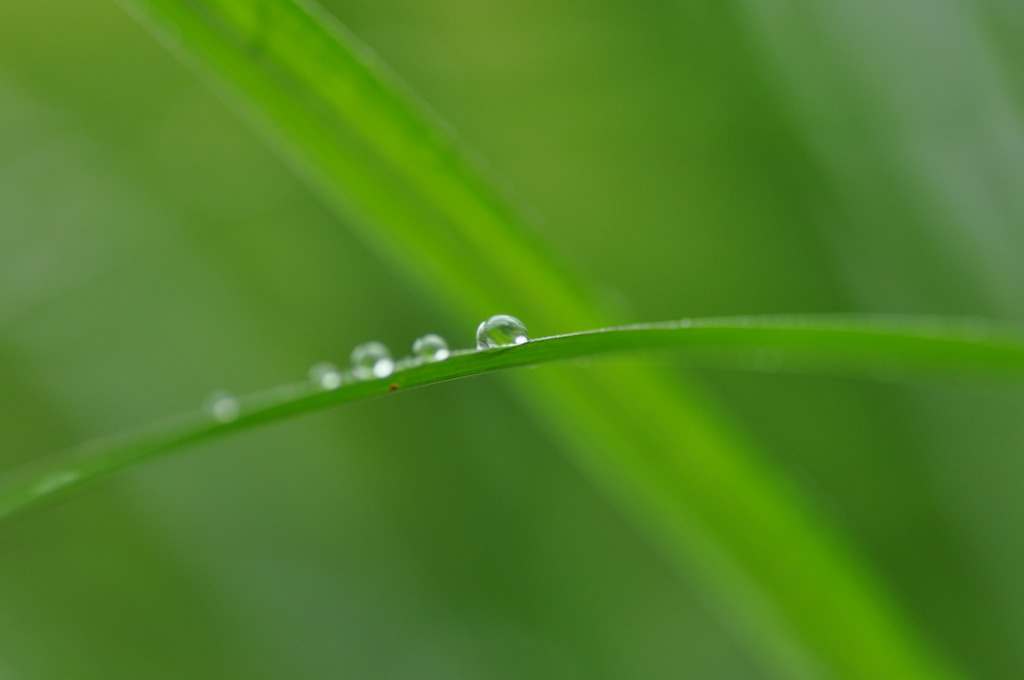 水玉の散歩