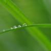 水玉の散歩