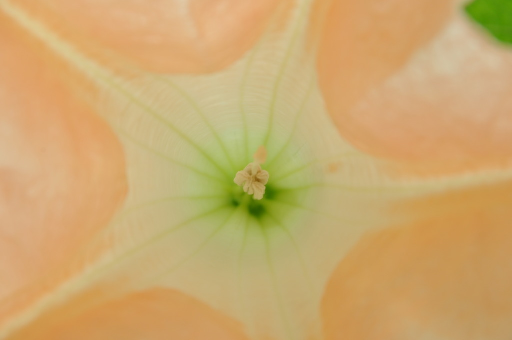 花弁