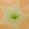 花弁