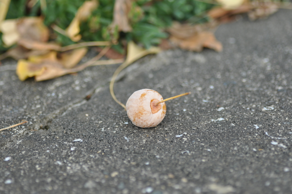 落し物