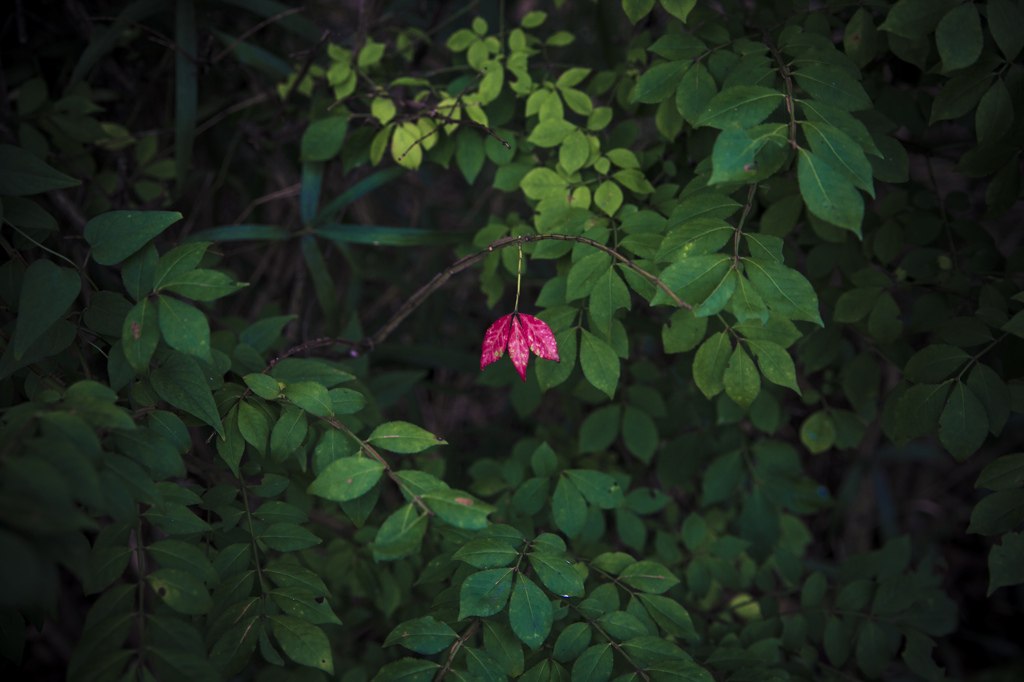 小さい秋見付けた