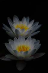 静寂に輝く