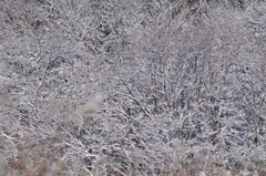 雪一色