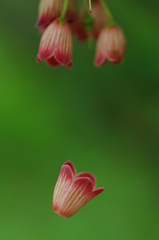 しがみつき